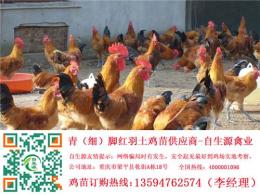 重庆土鸡苗今日价格 土鸡养殖技术 重庆土鸡