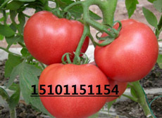 荷兰番茄种子 抗病进口番茄种子 番茄种植