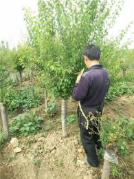 紅梅樹價(jià)格 紅梅樹價(jià)格介紹