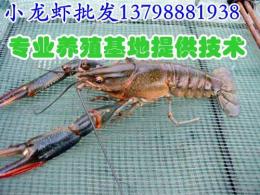 汉源石棉通江水产市场淡水小龙虾价格批发