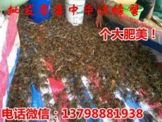 东安县双牌县水产市场中华螃蟹价格