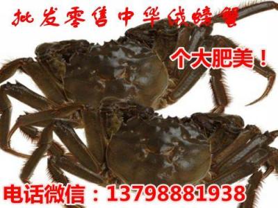 汝城桂东水产市场中华螃蟹价格