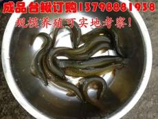 繁昌南陵水产市场泥鳅的养殖条件 泥鳅价格