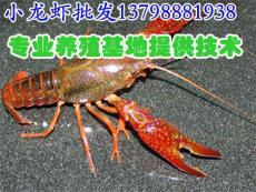 新田江華縣水產市場小龍蝦單價