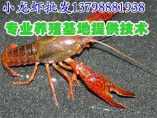 水产市场淡水鲜活小龙虾 小龙虾单价
