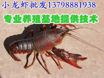 新田江華縣水產(chǎn)市場(chǎng)小龍蝦單價(jià)