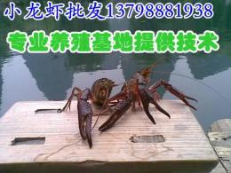 新田江华水产市场小龙虾价格 小龙虾养殖