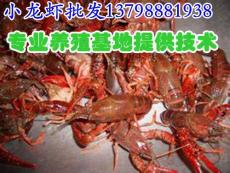 中方沅陵水产市场小龙虾价格 小龙虾养殖技