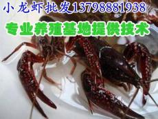 辰溪溆浦水产市场小龙虾价格 小龙虾养殖