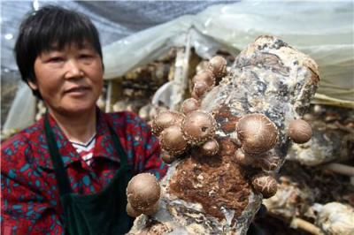 春婷食用菌蘑菇