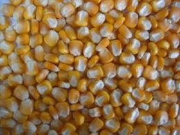 成都大盛原料求购玉米高粱小麦大米糯米碎米