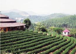 大南山茶批发-大南山茶生产厂家