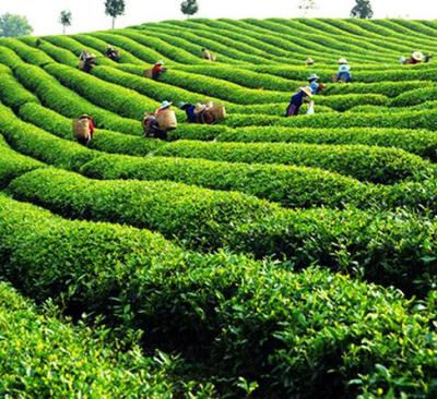 大南山茶批发-大南山茶生产厂家