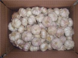 大蒜种子山东巨野优质紫皮大蒜价格