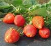 法兰地草莓苗价格 法兰地草莓苗管理