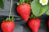 法兰地草莓苗价格 各种优质草莓苗