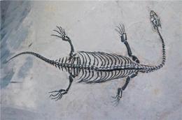 苏富比贵州龙化石全世界成交率最高