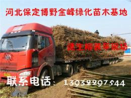 河北榆樹 河北榆樹價(jià)格 河北榆樹基地