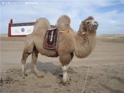 骆驼的特征 骆驼能驮多重 骆驼好养吗