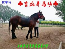 扬州改良马多少钱一匹5000元能买到改良马吗