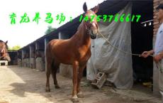 臺州三河馬多少錢一匹哪兒賣三河馬