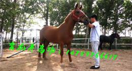 常德蒙古馬價(jià)格 蒙古馬多少錢一匹