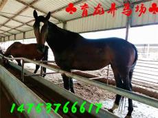 雙清哪里有賣成年的小馬駒的 小馬駒價(jià)格