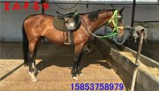 邵陽哪里有賣婚慶馬的 婚慶馬價(jià)格