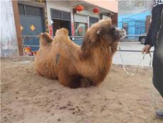 骆驼的价格 好的骆驼多少钱哪里有卖骆驼的
