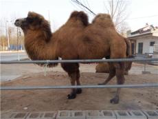 什么地方的骆驼好 骆驼养殖基地骆驼的价格