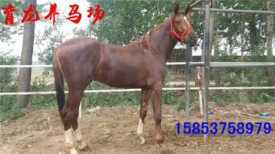 湘潭旅游马多少钱一匹湘潭哪里有卖旅游马的