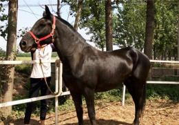 臨滄哪里有賣馬的 臨滄純血馬價(jià)格
