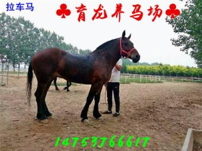 云南文山哪里有賣馬的三河馬價(jià)格云南