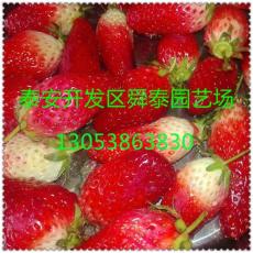 丰香草莓苗 丰香草莓苗价格