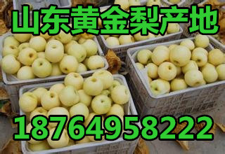 供应黄金梨产地在哪里 山东黄金梨哪里便宜