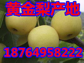 供应黄金梨产地在哪里 山东黄金梨哪里便宜