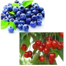 供甘肃蓝莓采摘和兰州樱桃批发推广