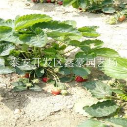 江西赣州草莓苗 价格低廉的草莓苗