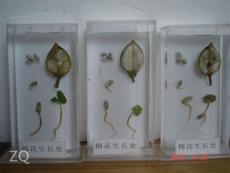 植物标本 求精教学 天然植物标本