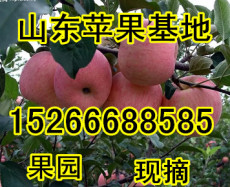 今日山东苹果价格山东嘎拉苹果批发产地