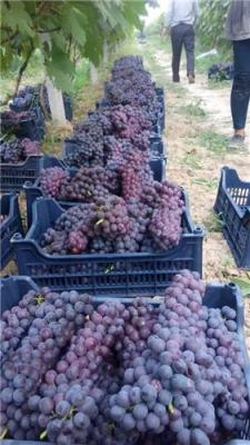陕西晚期毛桃价格红提葡萄大量上市