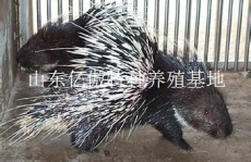 湖北襄樊有没有养豪猪的 豪猪苗多少钱