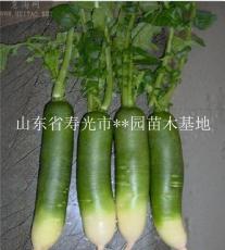 立秋时节潍坊青萝卜开始种植了