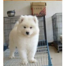 上海市金山区养狗场纯种萨摩耶幼犬出售