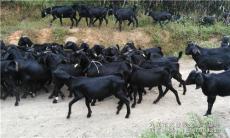 南方黑山羊养殖就选九江大业牧业