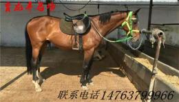 哪里賣的馬好 買好馬去哪里