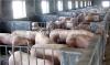猪圈除臭厂家 养殖场除臭技术 清绿源除臭