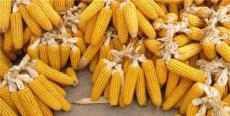 2016年8月20日河南今日玉米小麦价格行情