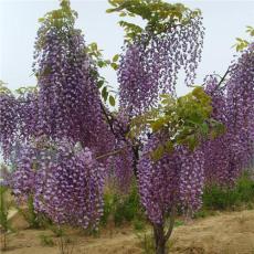 泰安两棵树苗木中心批发大量紫藤苗