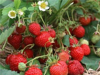 小白草莓苗 草莓苗的价格 草莓苗低价出售